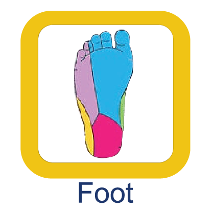 Foot