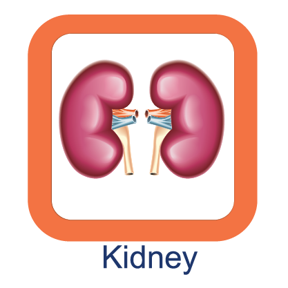 Kidney