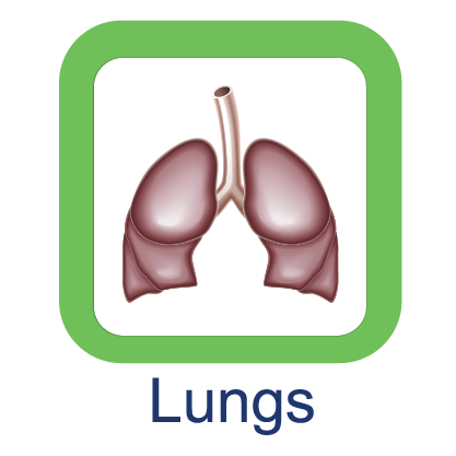 Lungs